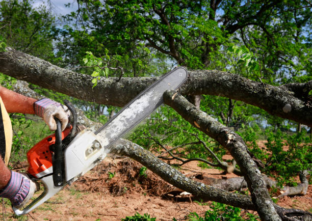 Trusted Creola, AL Tree Care Experts